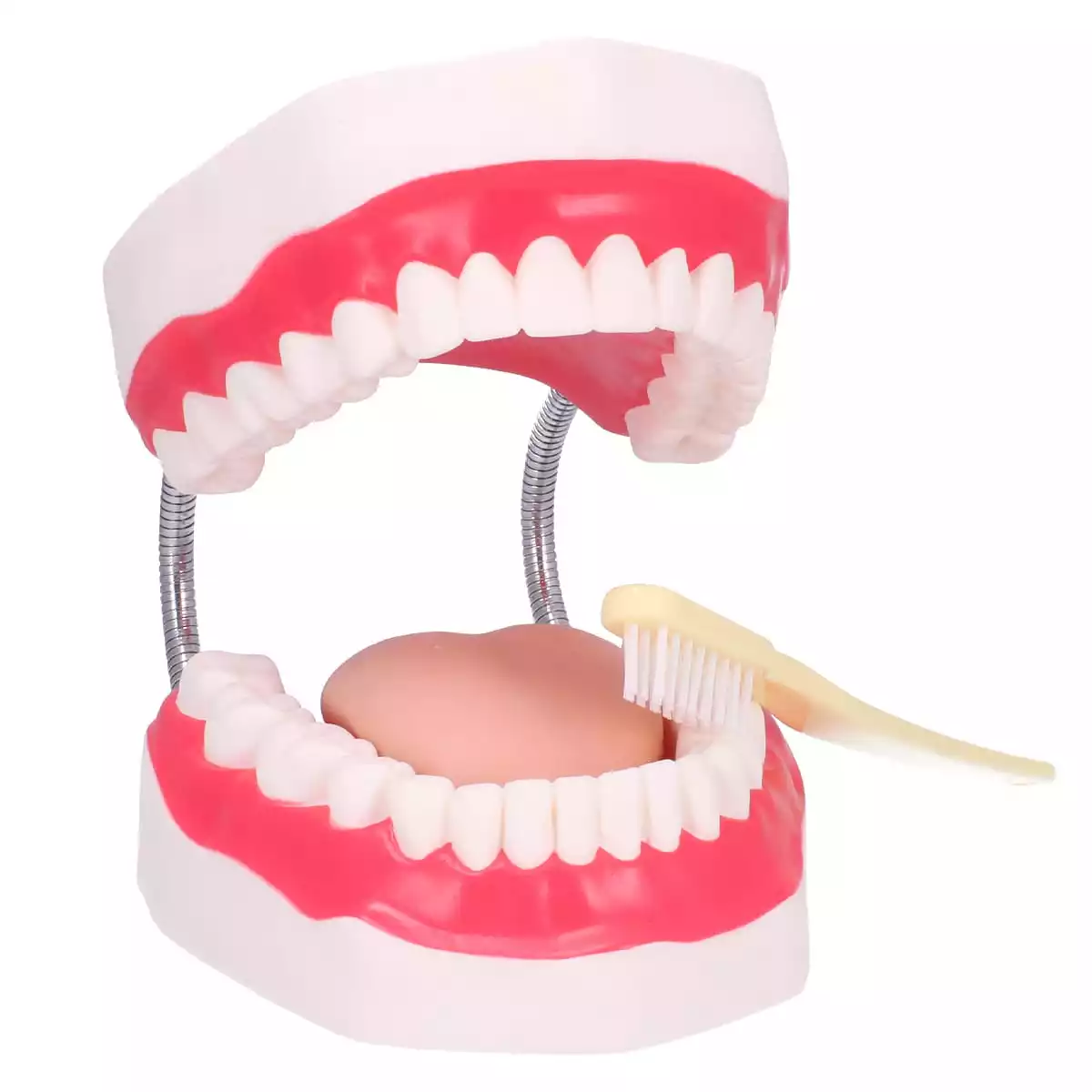  Modèle d’hygiène dentaire avec brosse à dents