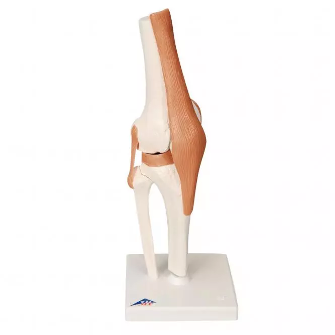  Modèle fonctionnel d'articulation du genou