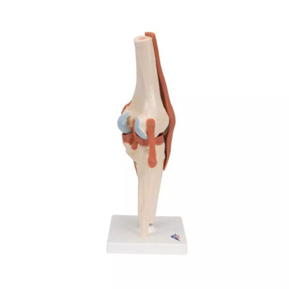  Modèle fonctionnel d'articulation du genou Luxe