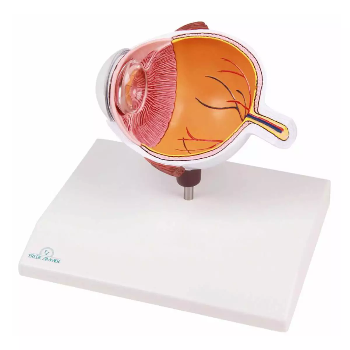 Modèle anatomique d’œil agrandi – EZ Augmented Anatomy Modèle anatomique d’œil agrandi – EZ Augmented Anatomy