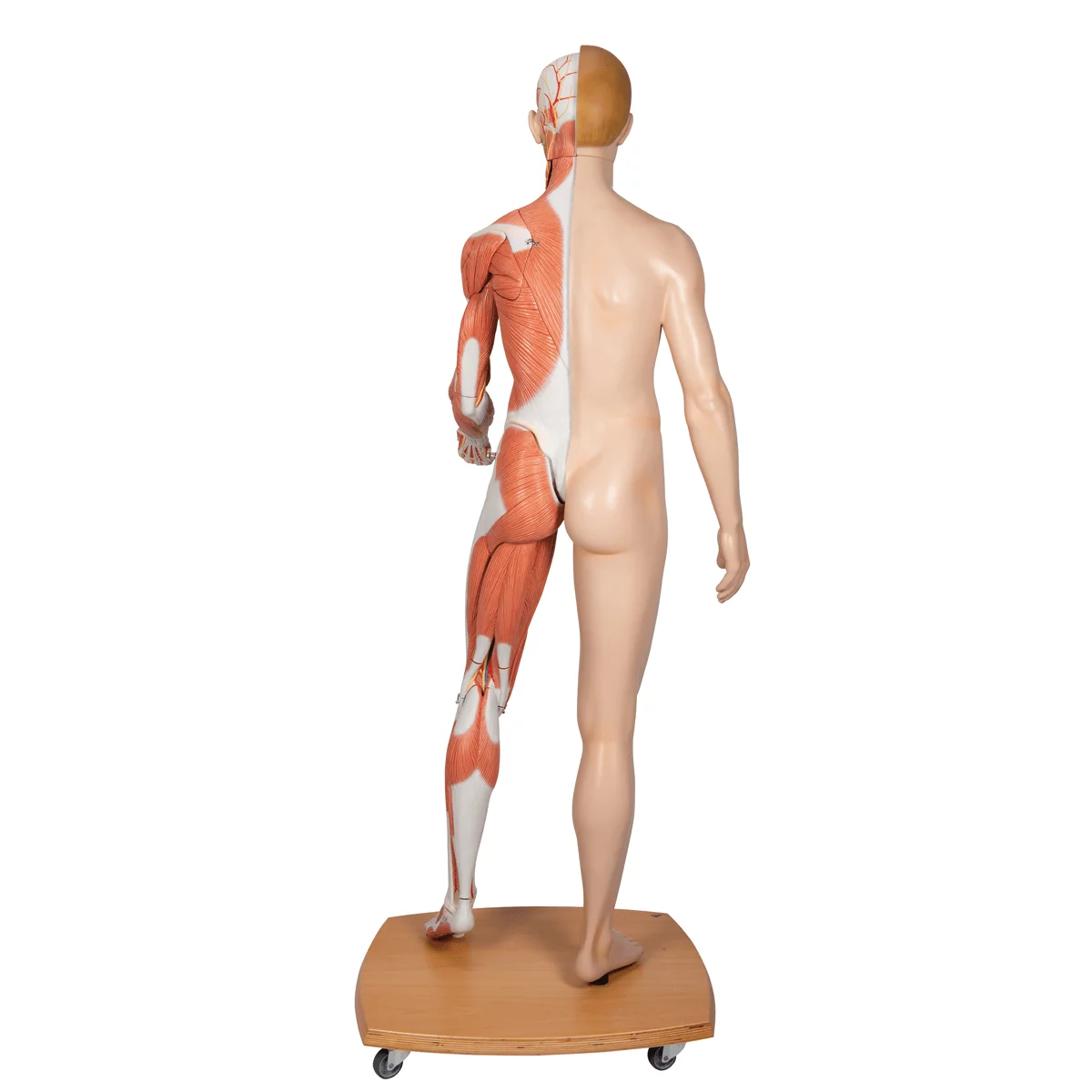  Modèle musculaire à deux sexes