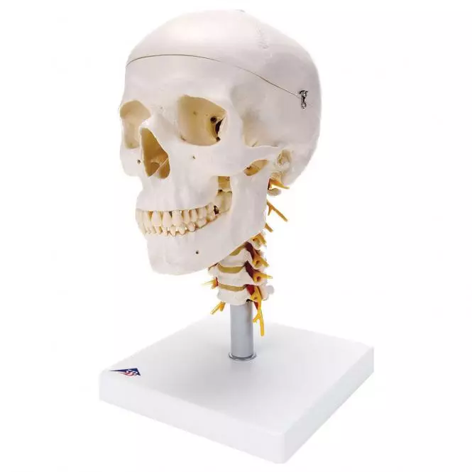 Modèle de crâne avec trépied
