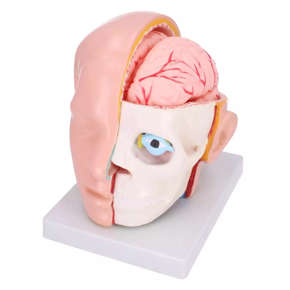  Modèle de tête anatomique avec cerveau