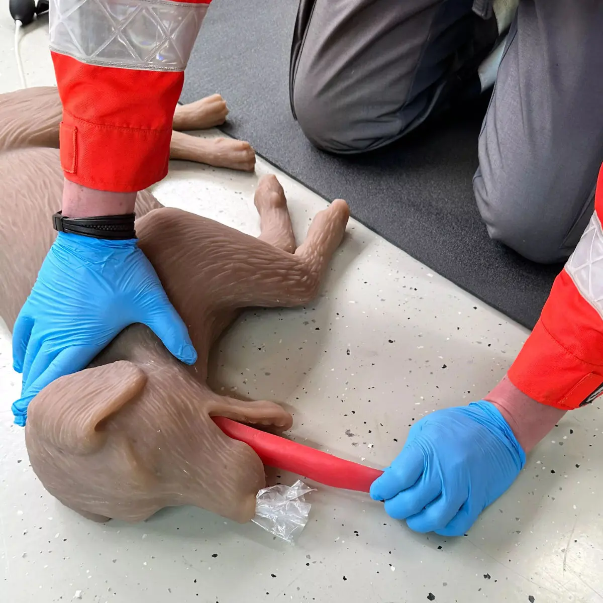 Mannequin de réanimation chez le chien « CooPeR » Mannequin de réanimation chez le chien « CooPeR »