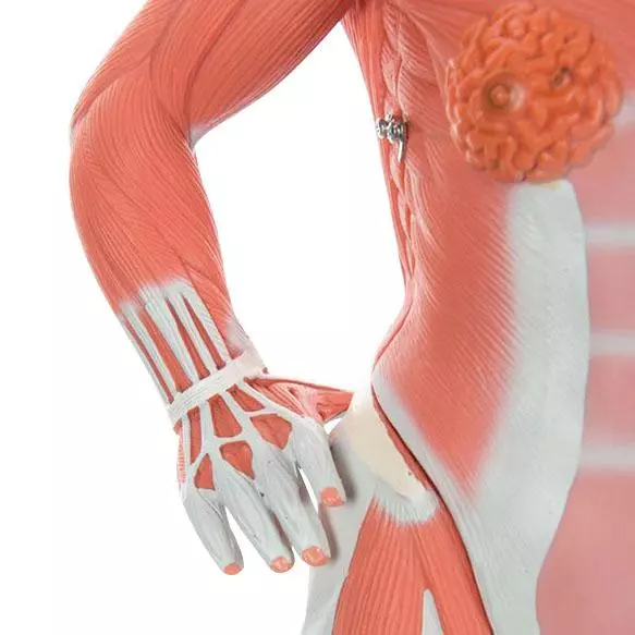  Modèle musculaire