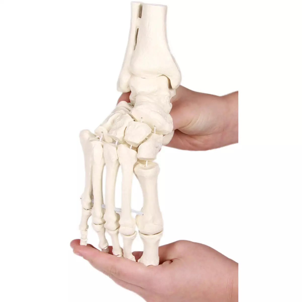  Squelette du pied avec insertion du tibia et du péroné