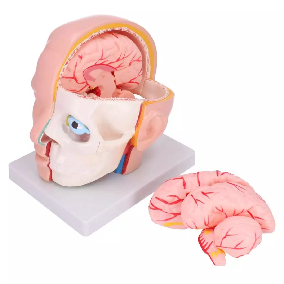  Modèle de tête anatomique avec cerveau