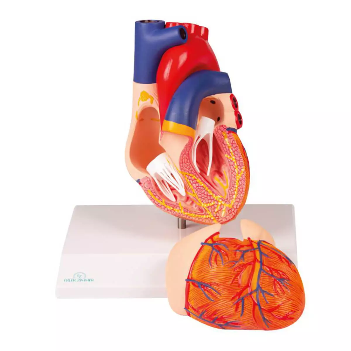  Modèle de cœur en deux parties avec système de conduction cardiaque