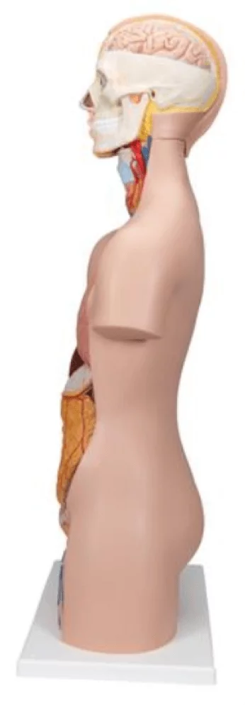  Modèle anatomique asexué de torse