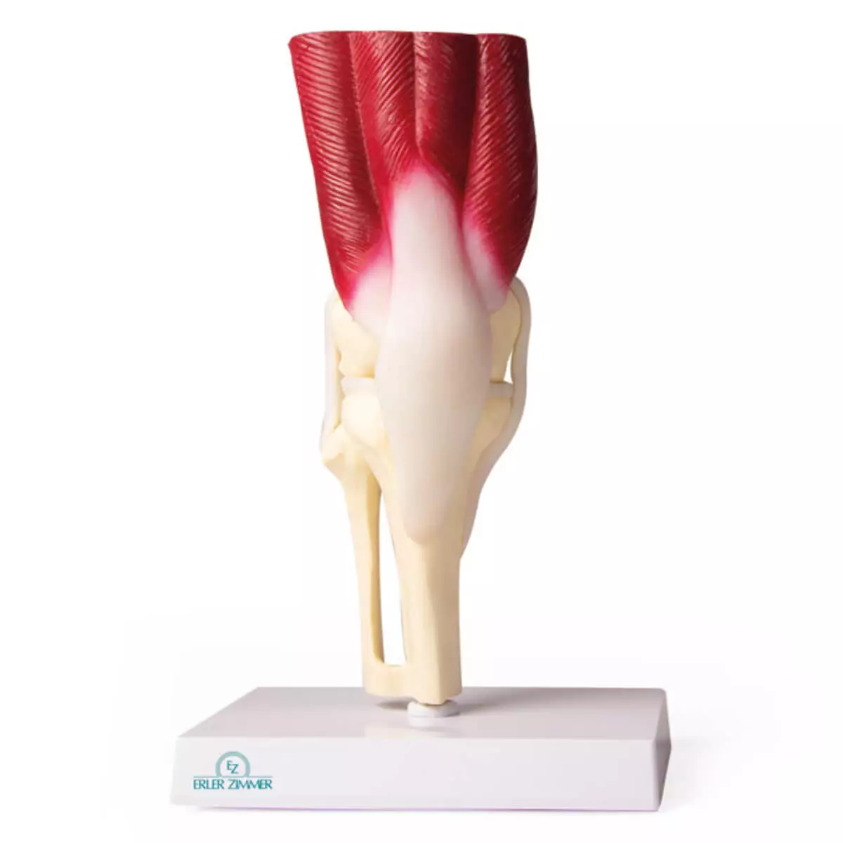  Modèle musculaire de l’articulation du genou