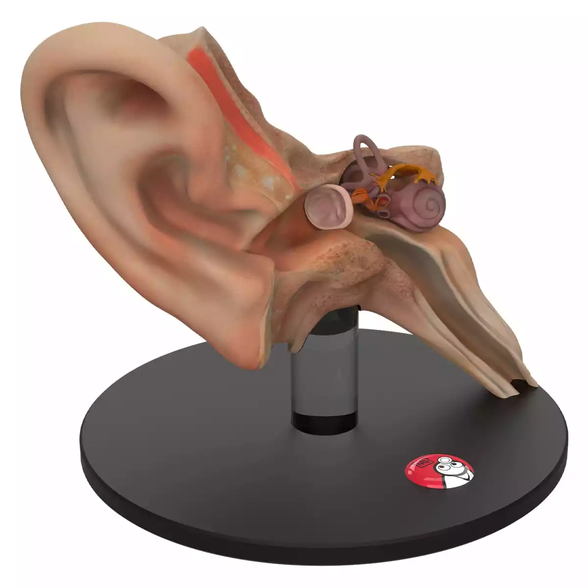  Modèle d'oreille anatomique « Auris »