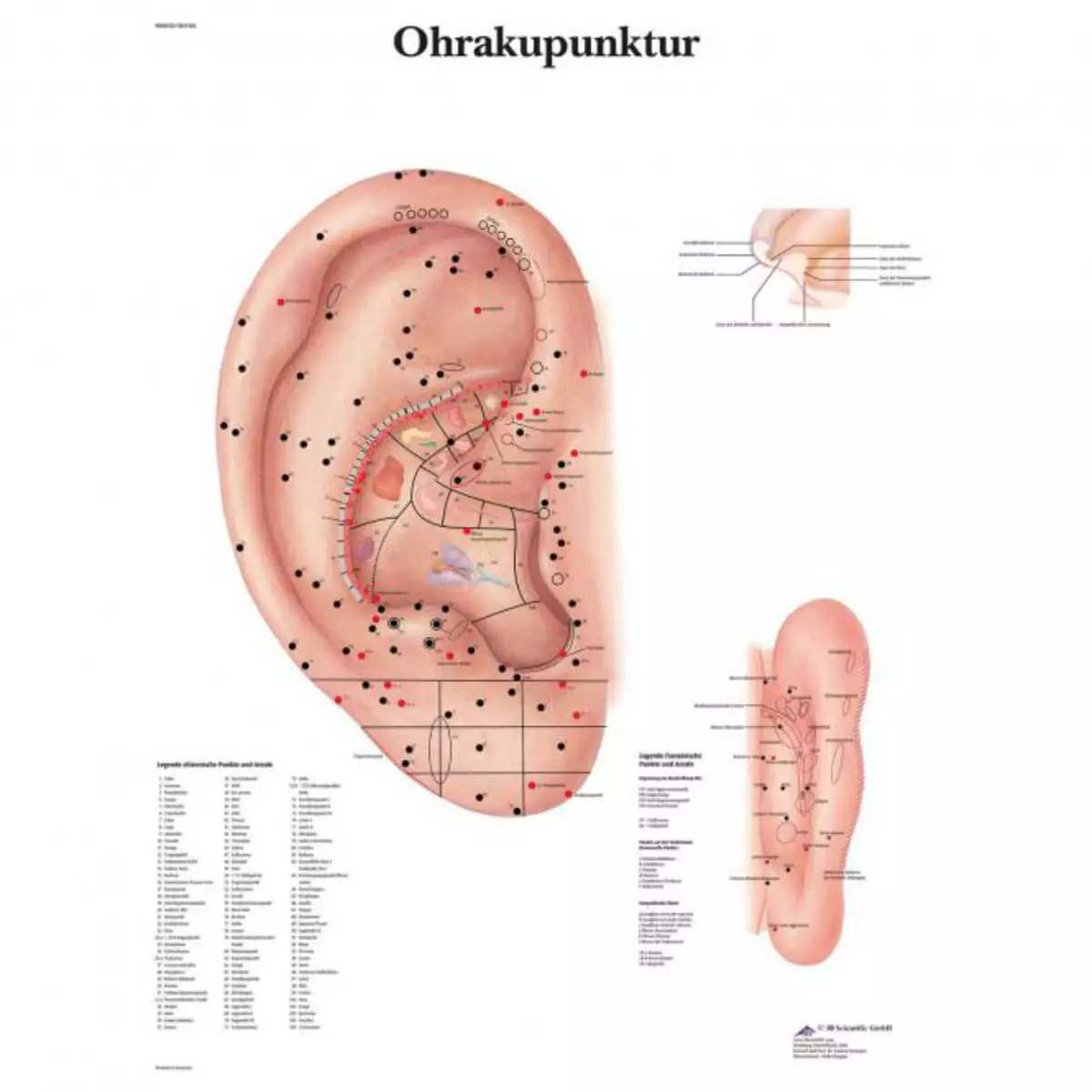  Planche pédagogique - acupuncture auriculaire