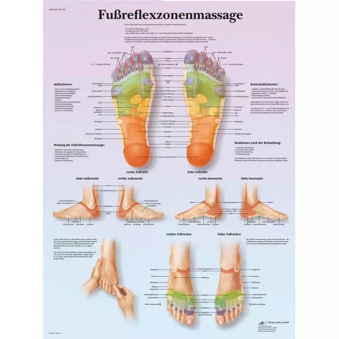  Tableau didactique - réflexologie plantaire