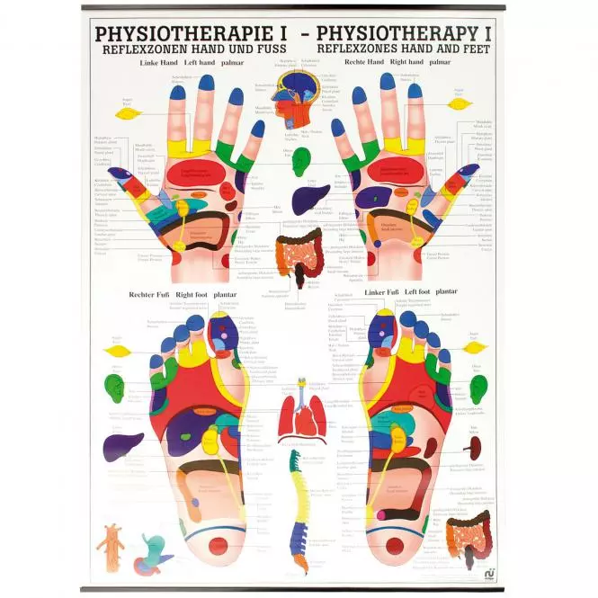  Planche didactique - zones réflexes de la main et du pied