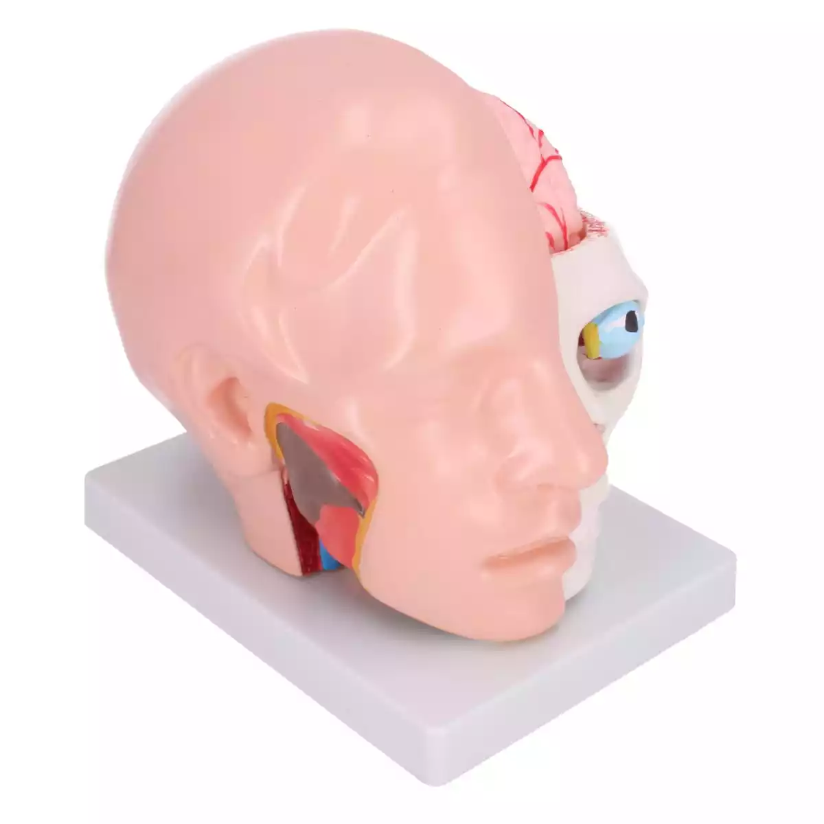  Modèle de tête anatomique avec cerveau