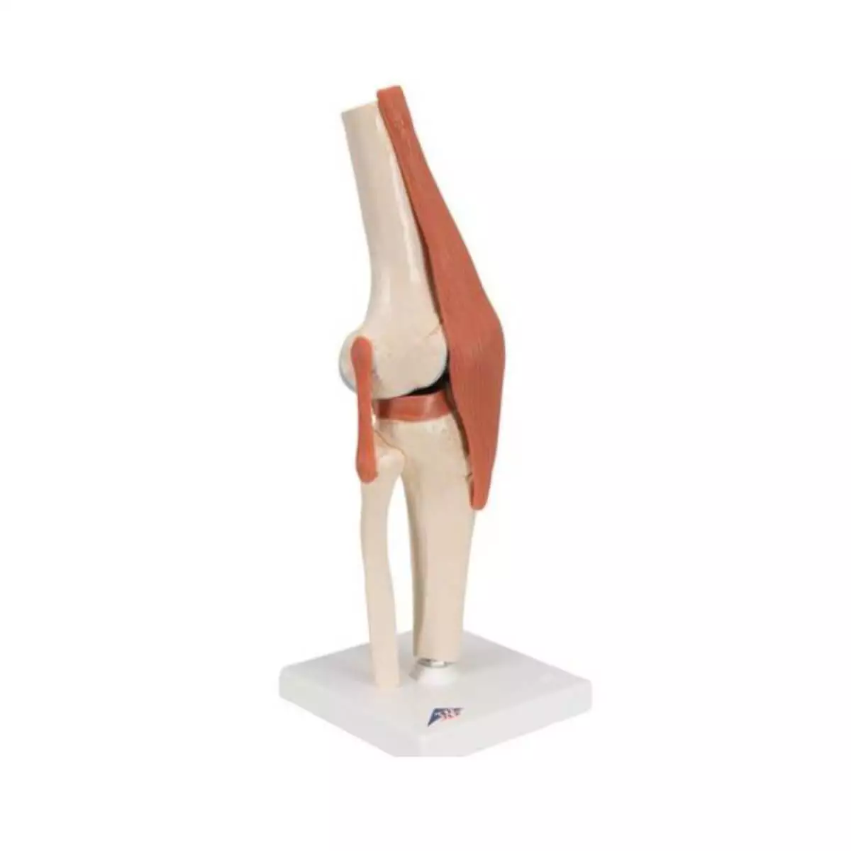  Modèle fonctionnel d'articulation du genou Luxe