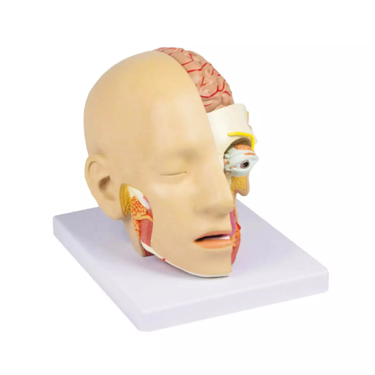  Modèle de tête démontable en 4 parties avec fonction de réalité augmentée