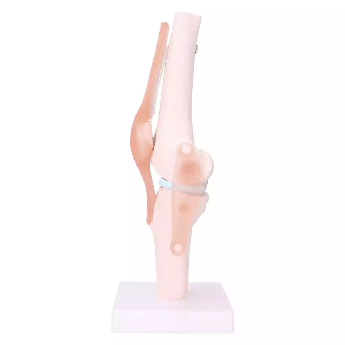  Modèle articulé du genou