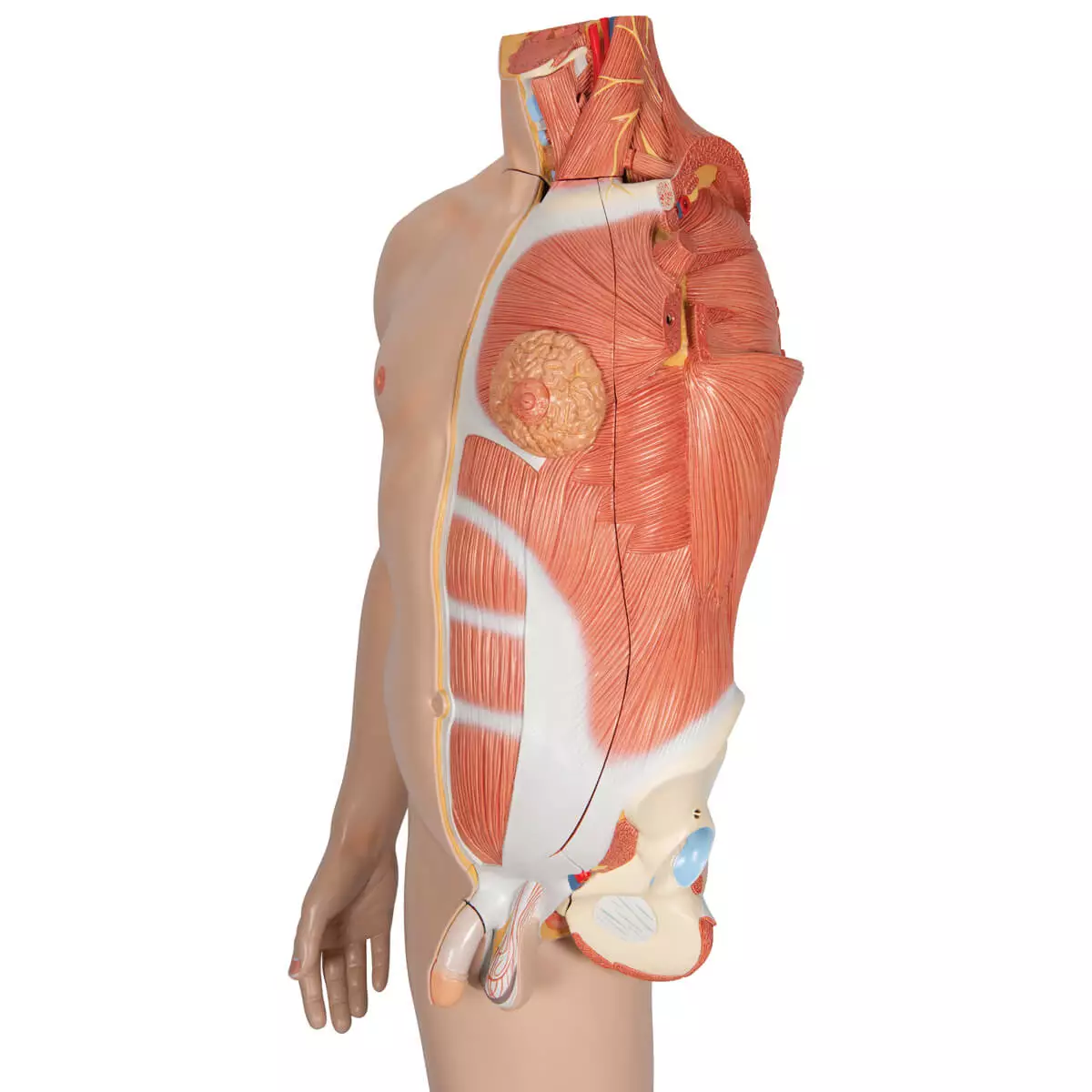  Modèle musculaire à deux sexes