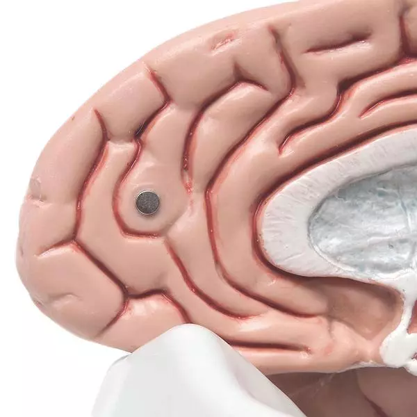  Modèle détaillé de cerveau