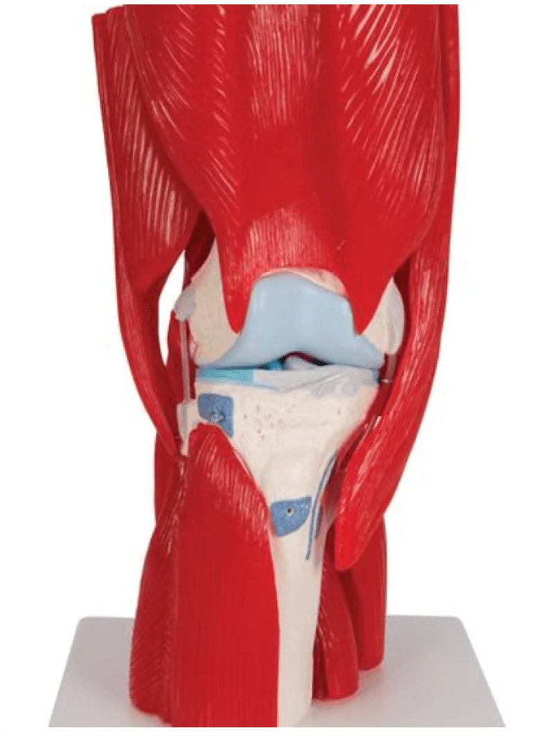  Modèle musculaire démontable de du genou