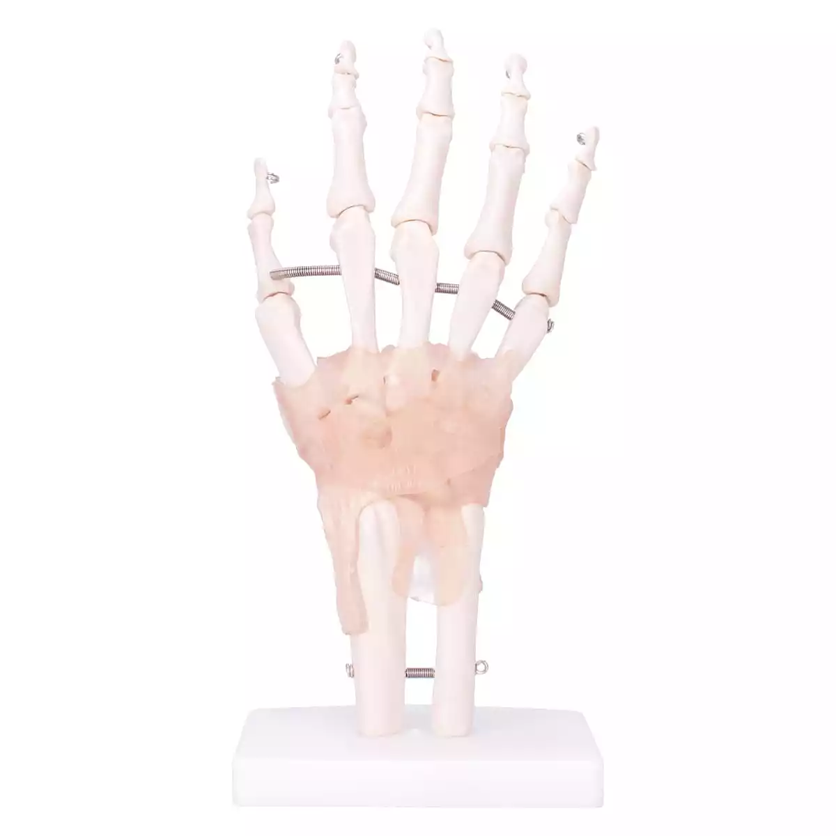  Squelette de la main avec ligaments