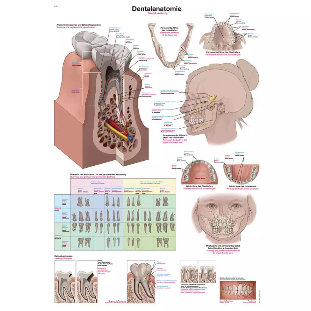  Tableau pédagogique – Anatomie dentaire