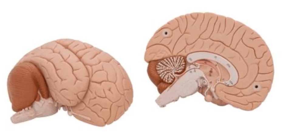  Modèle anatomique de cerveau