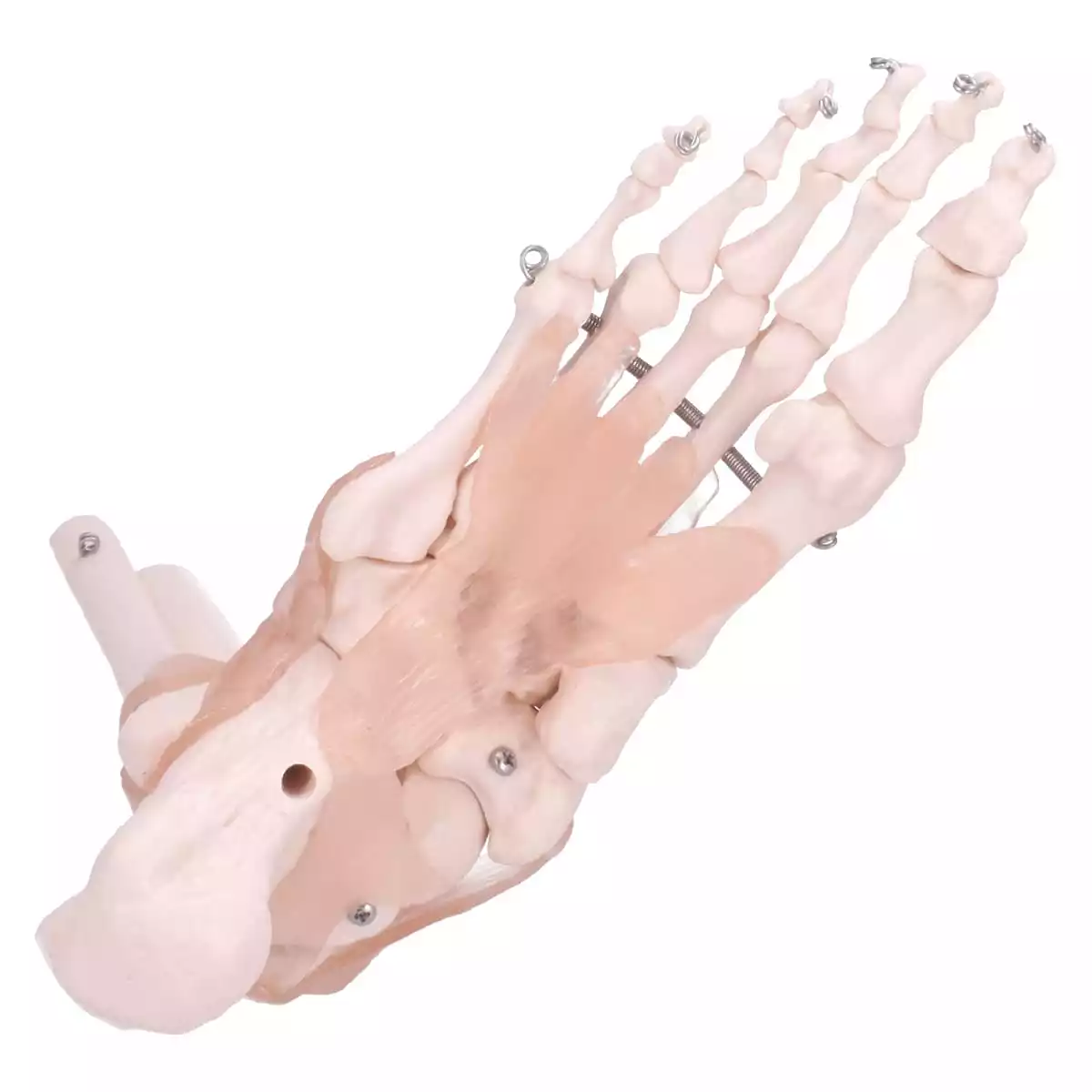  Modèle anatomique du pied