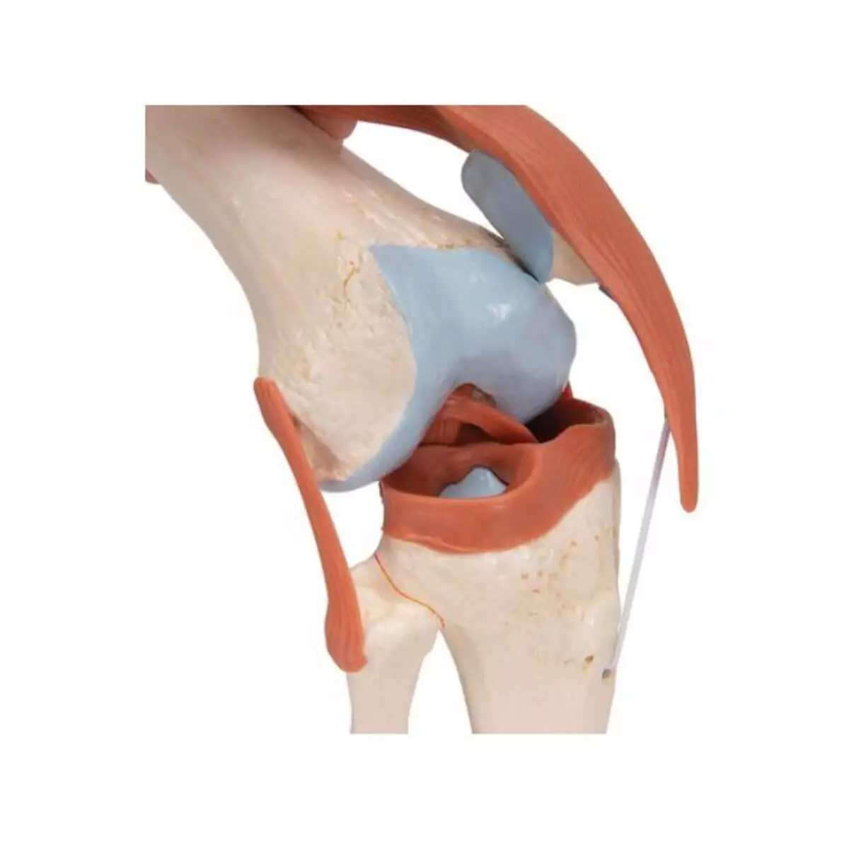  Modèle fonctionnel d'articulation du genou Luxe