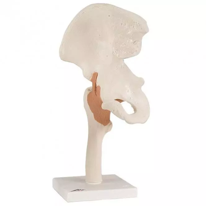  Modèle anatomique fonctionnel de la hanche