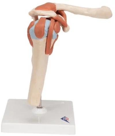  Modèle fonctionnel d'articulation de l'épaule Luxe