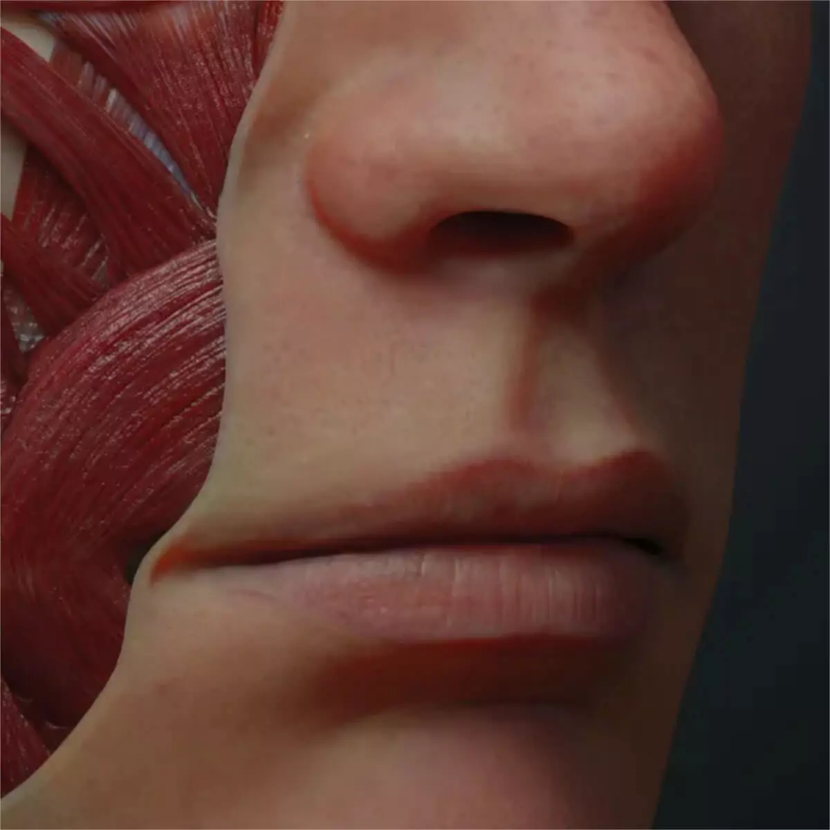  AnatomyARt Tabula Anatomica III
