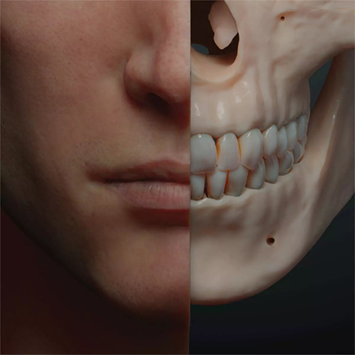  AnatomyARt Tabula Anatomica II