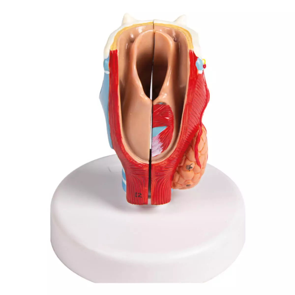 Modèle de larynx en taille naturelle