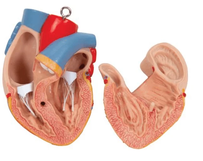  Modèle anatomique du torse, dos ouvert