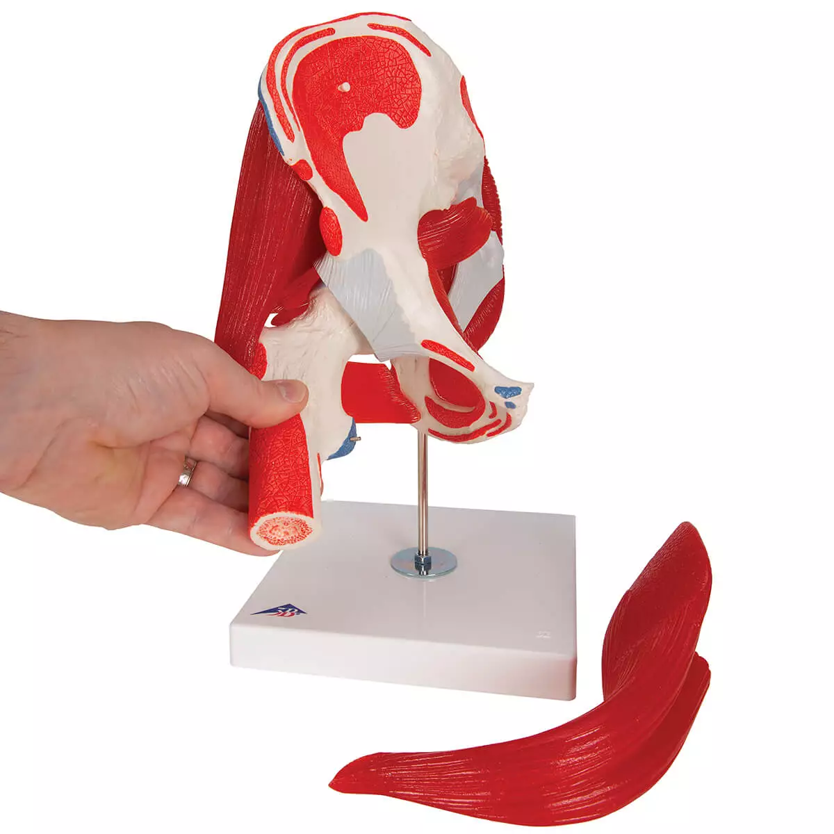  Modèle d'articulation de la hanche