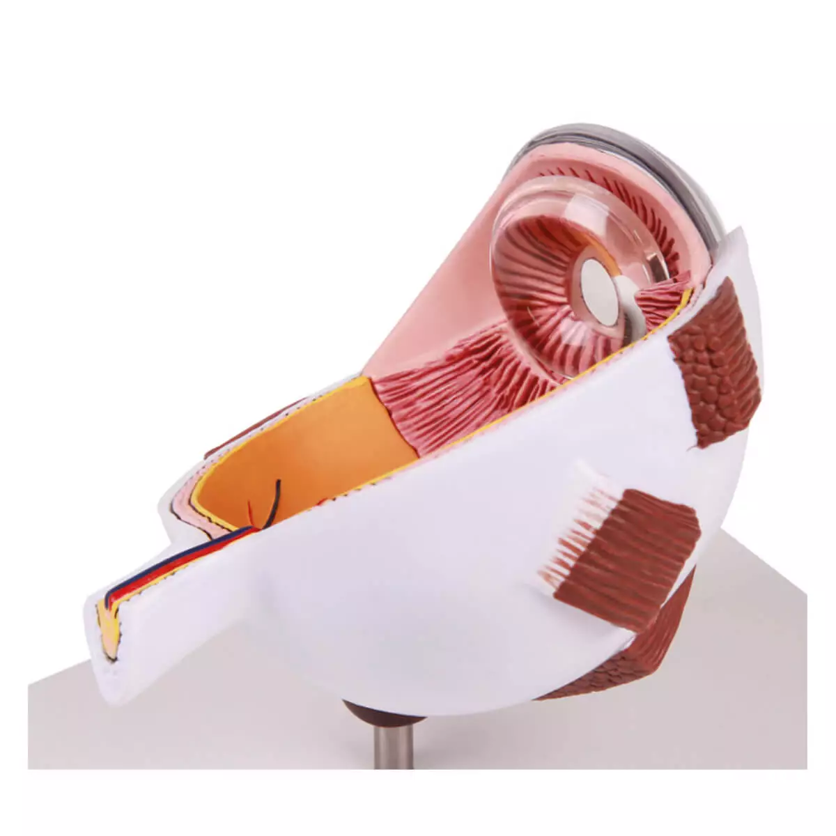 Modèle anatomique d’œil agrandi – EZ Augmented Anatomy Modèle anatomique d’œil agrandi – EZ Augmented Anatomy